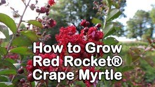 How to grow Red Rocket® Crape Myrtle (Pure Red Summer Flowering Tree)