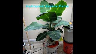 Hydroponic Gardening - Growing a banana plant in a bucket