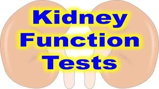 kidney function test explained