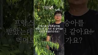 납작복숭아를 받았는데 덜 익은 것 같아요! 먹어도 되는건가요?