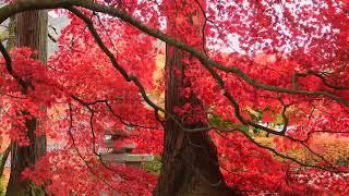 禅意园林冥想：穿越中国古老传统的放松之旅 - Zen Garden Meditation: A Relaxation Journey