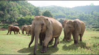 Elephant Nature Park The Sanctuary For Elephant - ElephantNews