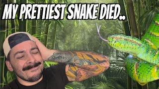 My most beautiful snake died