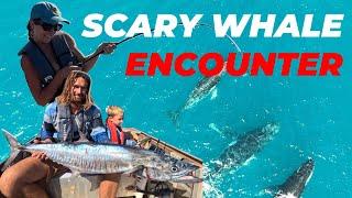 SCARY WHALE ENCOUNTER! MIDDLE LAGOON - DAMPIER PENINSULAR