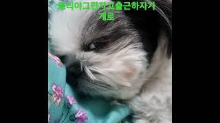 토리야쌀집가자