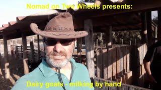 Dairy goats milked by hand