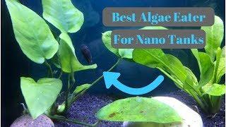 Best Algae Eater for small aquariums