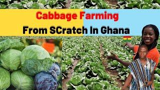 How to start Cabbage farming business from start to finish| more profit| The new gold mine in Ghana