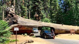 Sequoia National Park California Секвоя парк  MarselUSA 25 aug