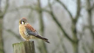 03/02/25 Male American Kestrel Kent Wa 3143-164