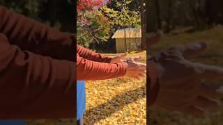 황금 융단 길을 산책하기2 Walking on the Golden Carpet Road #황금 #융단 #산책 #은행나무 #운동하는남자  #운동하는여자