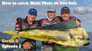 How to catch Mahi Mahi (Dolphinfish, Dorado) on live bait.