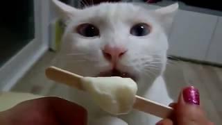 cats eating ice cream funny