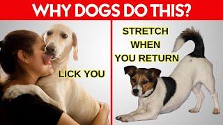 15 Weird Dog Behaviors Explained