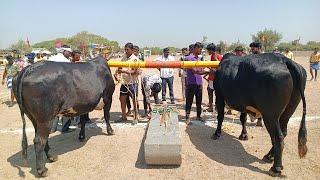 navalkal general bulls race 1va kadi sirwar raichur dist Karnataka