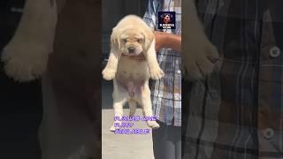 #PUNJABLINE#HEAVYSIZE#BONE#LAB#KJOSHVAVLOG#