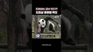 도화살도 급이 있다 도화살 종류별 특징
