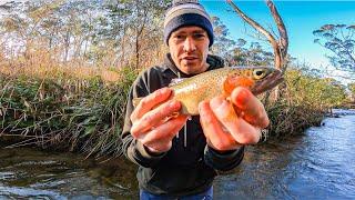 Trout Fishing Bright Victoria