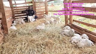 How to produce 100 goats in 1 week and How to take care of them to avoid death