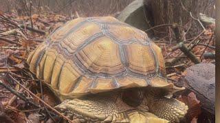 Two tortoises die after being abandoned in Ansonia