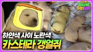 귀여운 게 최고반려동물 자랑대회┃와!진짜? 세상에 이런일이