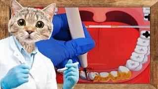 Sleepy Cat Dental Clinic (Sub )｜Handmade Pop-up book ASMR｜Roleplay