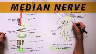 Median Nerve | Anatomy Tutorial