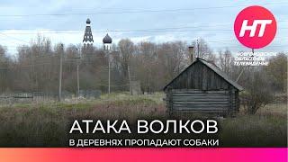 Старорусские деревни и поселки терроризируют волки