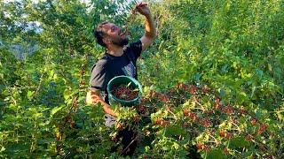 HARVESTING UNIQUE FRUIT REDCURRANT | GRANDMA COOKING JAM AND COMPOTE IN THE RURAL CAUCASIAN VILLAGE