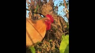 Quirky Chicken's Tree Branch Feast #Shorts