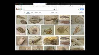 Amazing fossils with Dr. Tibbits - All In With Dr Betts