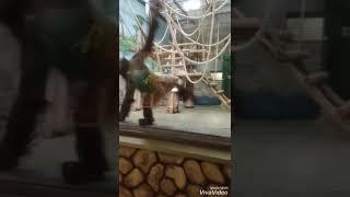 Танец орангутана. Калининградский зоопарк