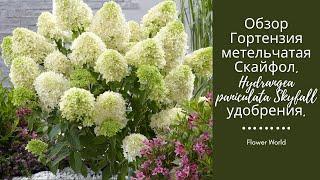 Обзор Гортензия метельчатая Скайфол. Hydrangea paniculata Skyfall удобрения.