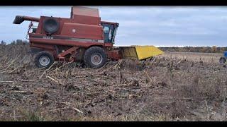 Жнива соняшника 2024. РЕКОРДНИЙ УРОЖАЙ В ЗАСУХУ!!! Syngenta "МІЧІГАН" Розкладка насіння після СУПН-6