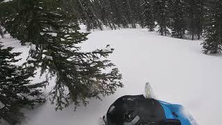 My first tree ride on a 2019 ski-doo 850 summit X 175”