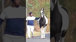 BEAUTIFUL ABLAK MARE | #beautiful #mare #horse #lovers #shonki #sardar #ghodeyanwale #youtubeshorts