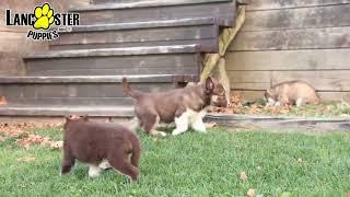 Beautiful Siberian Husky Puppies