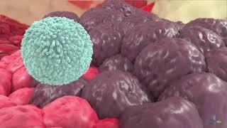 Introduction to NK Cell Immunotherapy with INKmune - Priming NK Cells