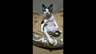 funny cat #shorts