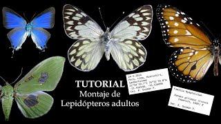 TUTORIAL - Montaje de lepidópteros adultos