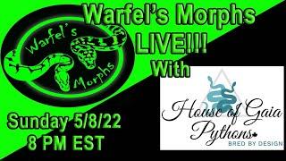 EP. 16: Live W/ Sal From House of Gaia Pythons! Talking Ball Pythons & Ball Python Breeding