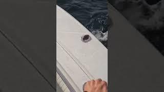 Yellowfin tuna fishing ends with a gaff #fishing #yellowfin #fish #tunafish #bassfishing