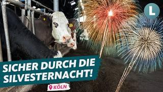 Nie mehr Silvester-Panik bei Tieren: Zwei Strategien | WDR Lokalzeit Land.Schafft.