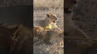 Did you know that lions are not native to the Amazon rainforet#Lions #trending #facts