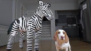 Cute Puppy Dog vs Giant Zebra