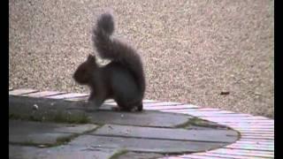 A  grey squirrel in the University of Greenwich