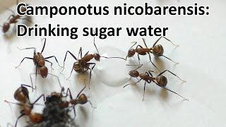 Camponotus nicobarensis: Trinken Zuckerwasser