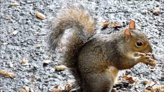 Squirrels Eating Peanuts