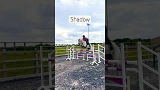 Who are you taking home?  #pony #ponies #showjumper #showjumping #equestrian #horse #horses #riding