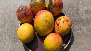 Lippens mango [Mangifera indica]